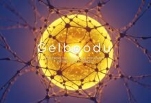 Gelboodu: Exploring the Origins and Popularity of This Unique Concept